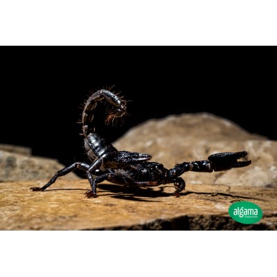 Escorpión Gigante - Heterometrus Longimanus